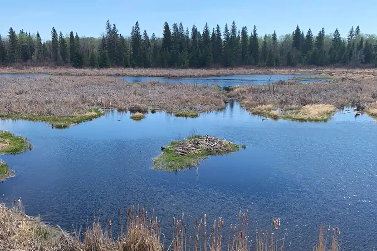 Wetland at Birds Hill Provincial Park