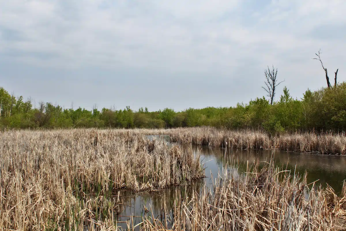 Featured image for “Letter to the Editor: Make Assiniboine Forest a National Park”