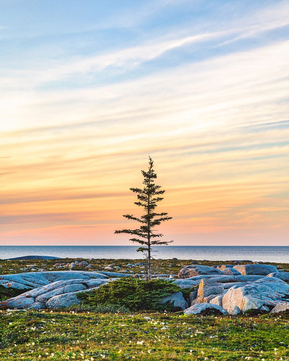 A tree at sunset in Churchill, Manitoba.