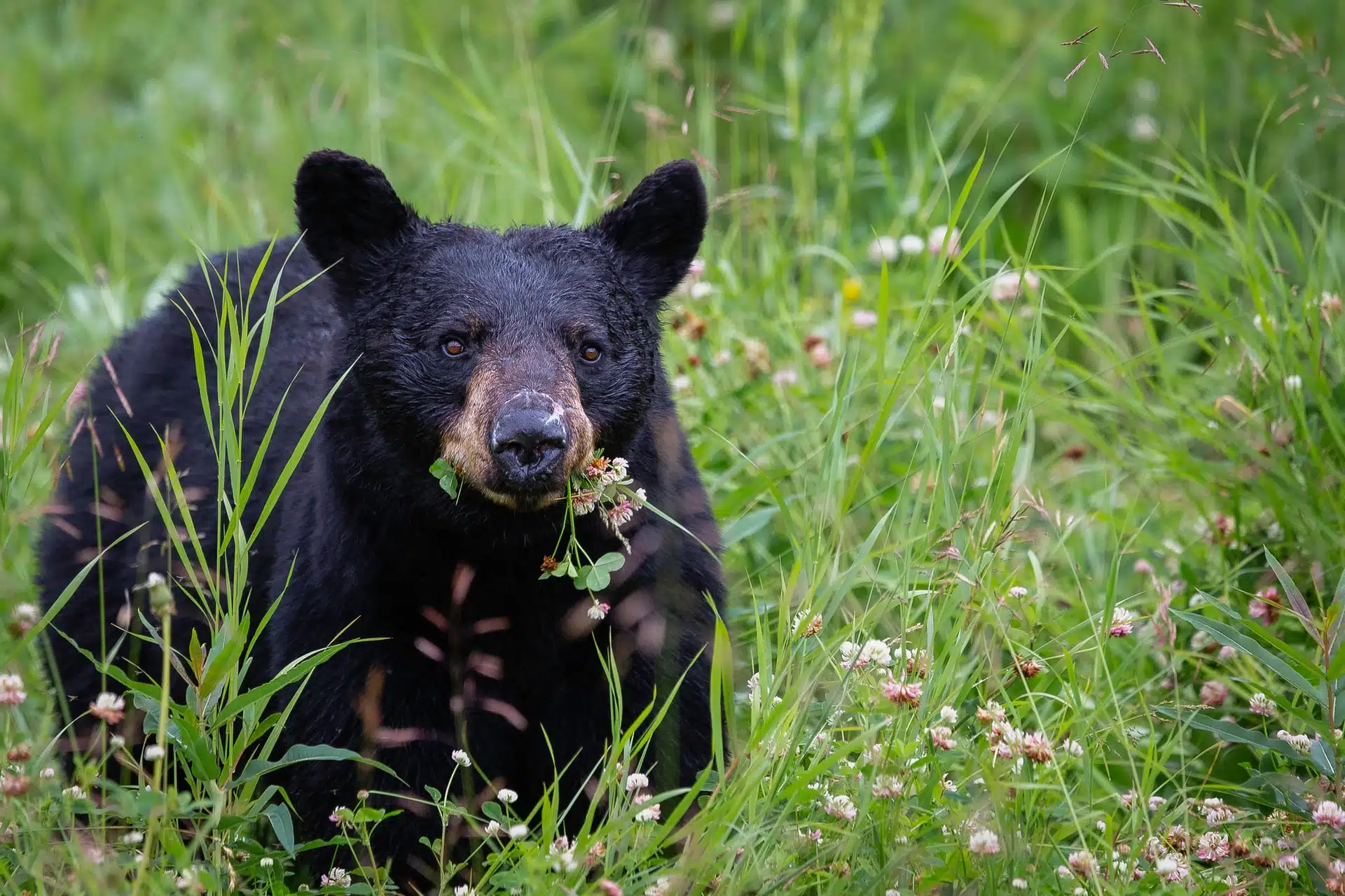 Black bear chewing grass.