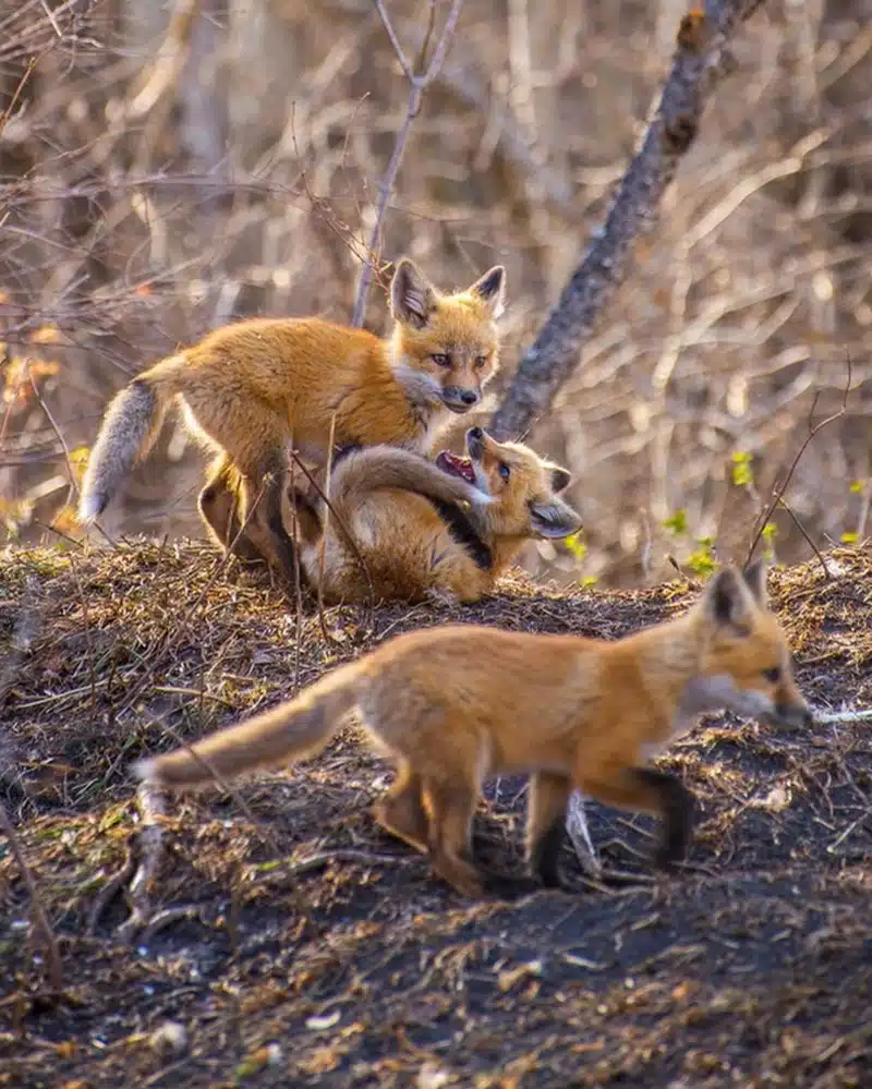 Three fox cubs playing.