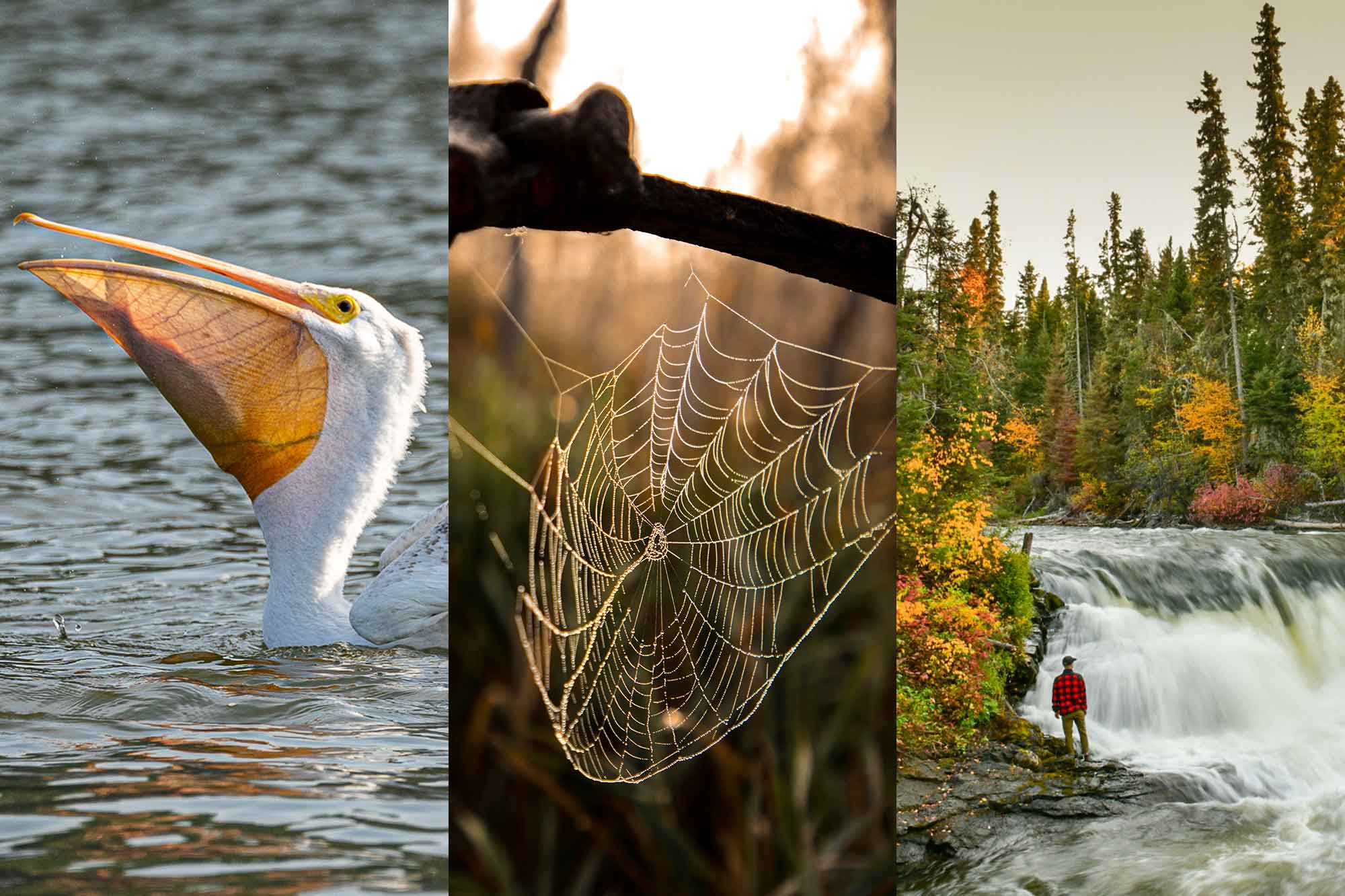 Featured image for “Announcing the CPAWS Fall Photo Contest Winners”