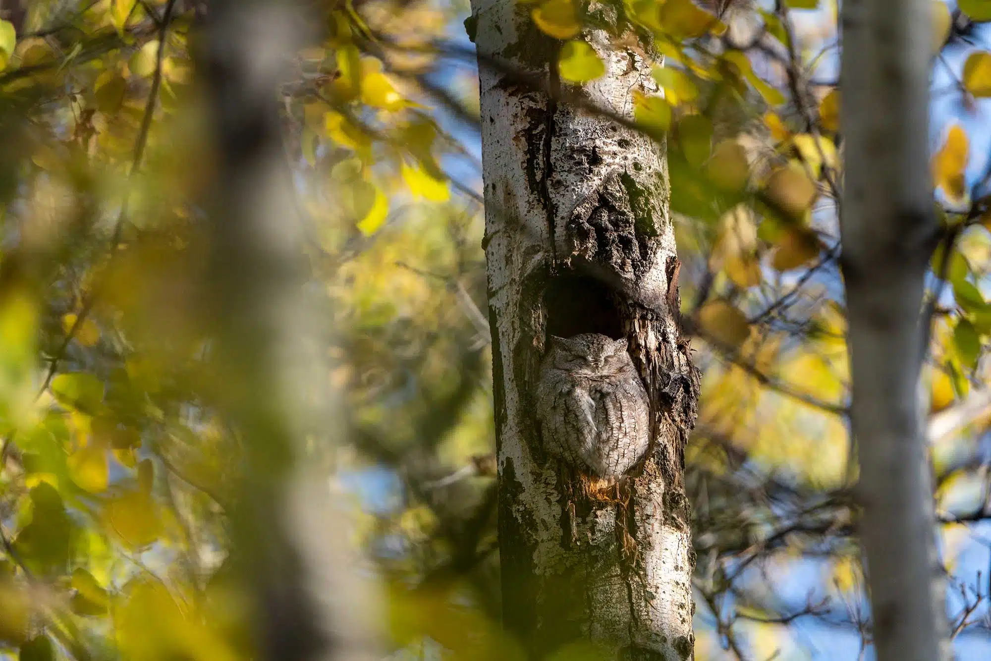 A screech owl in a tree in Manitoba.