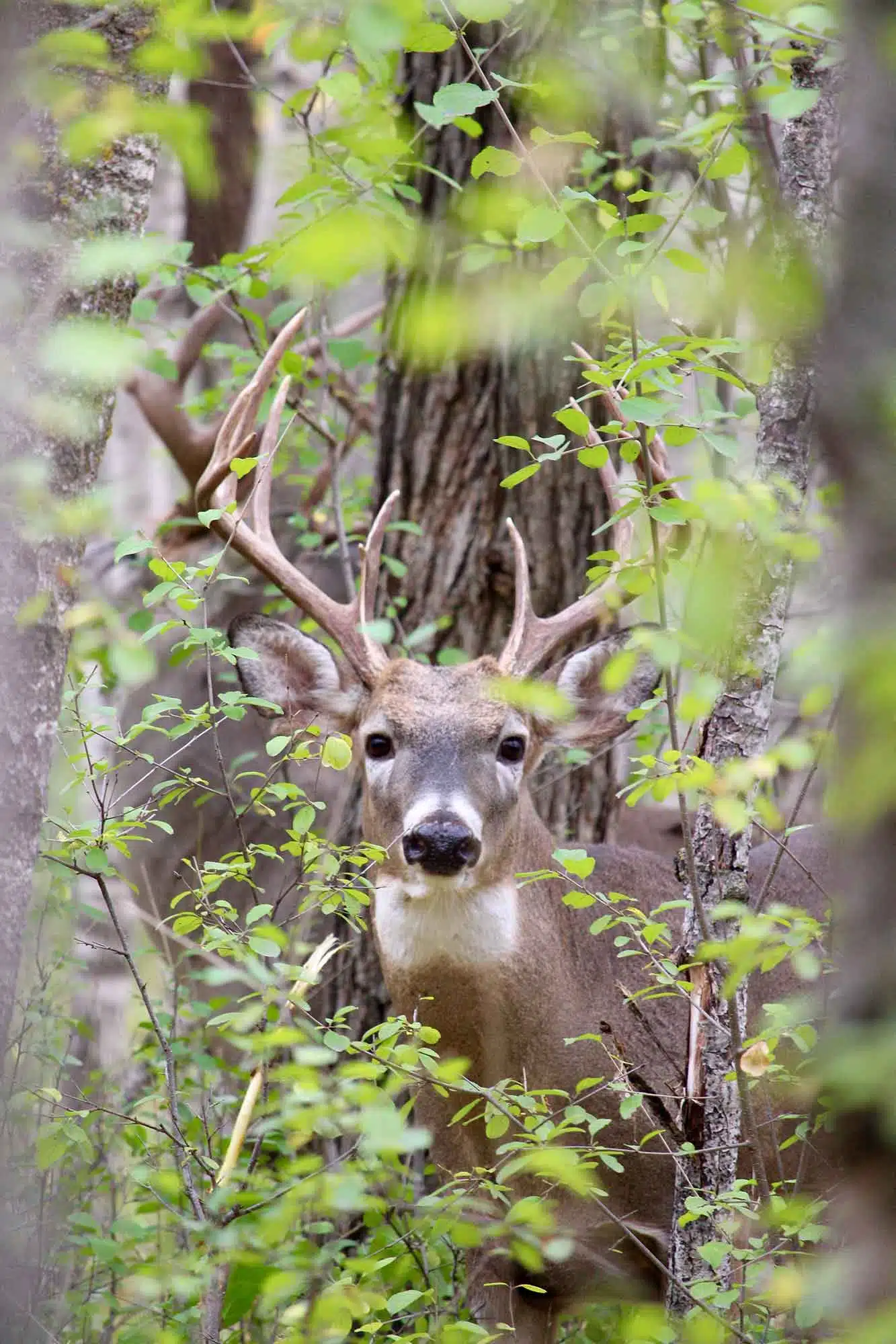 A young buck looks through trees in Assiniboine Park. 