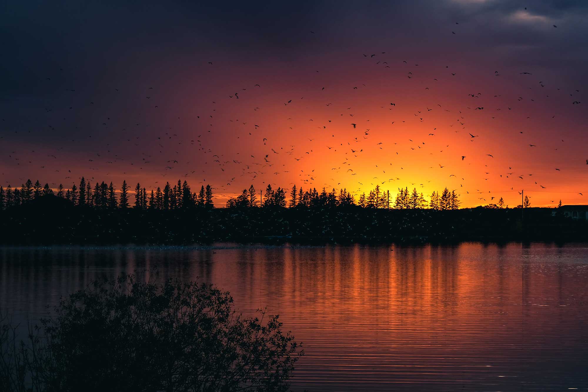 Birds flying over water at sunset at FortWhyte Alive in Winnipeg.