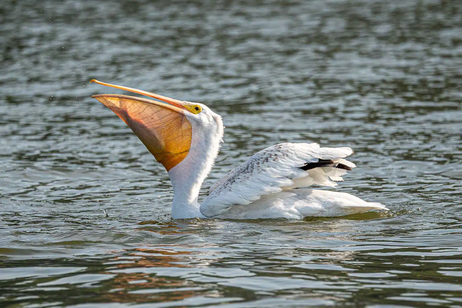 A pelican swallows a fish while on a lake in Manitoba.