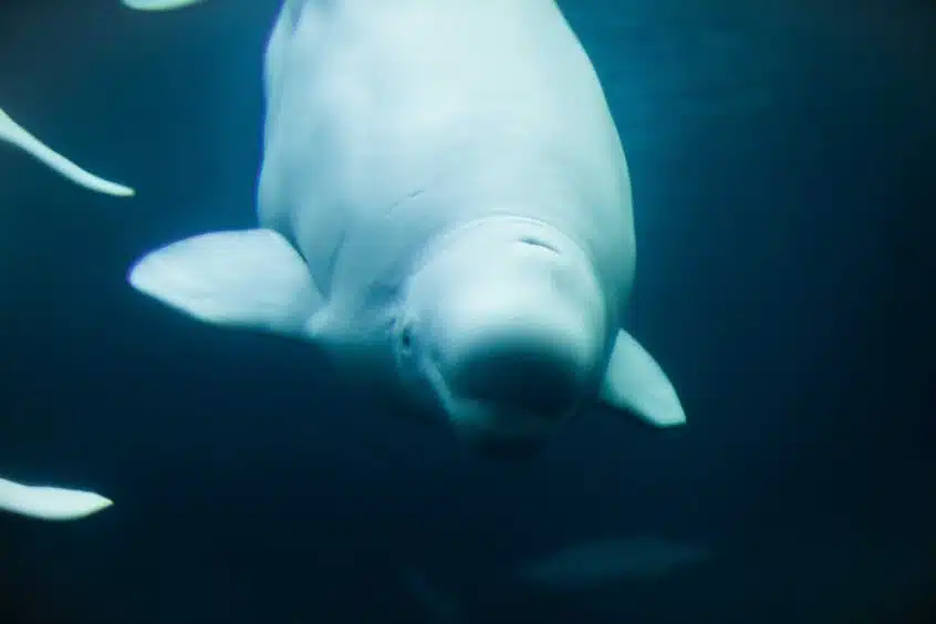 A beluga whale underwater