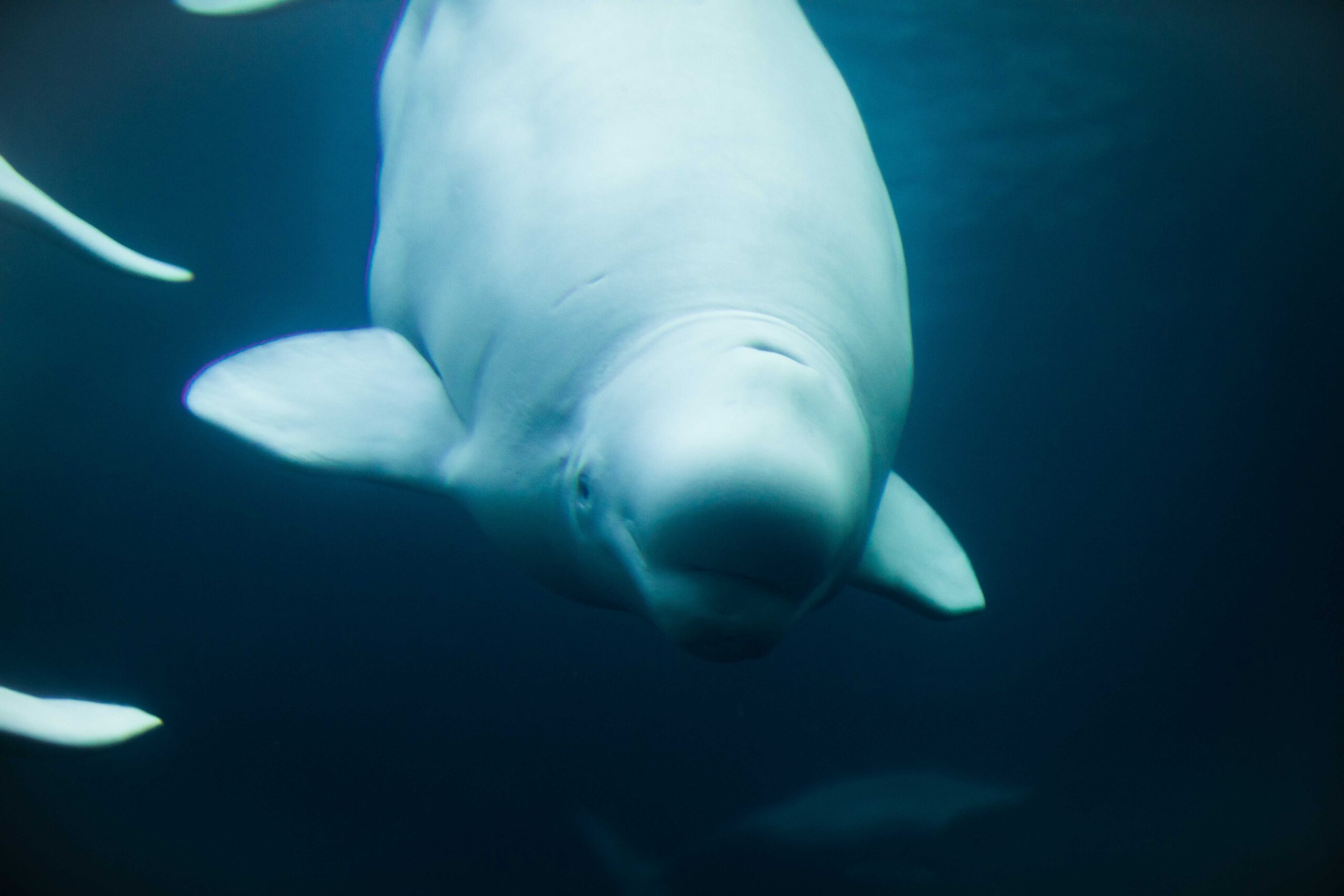 Featured image for “Snot for Science: Measuring How Climate Change and Human Activity Affects Beluga Whales”