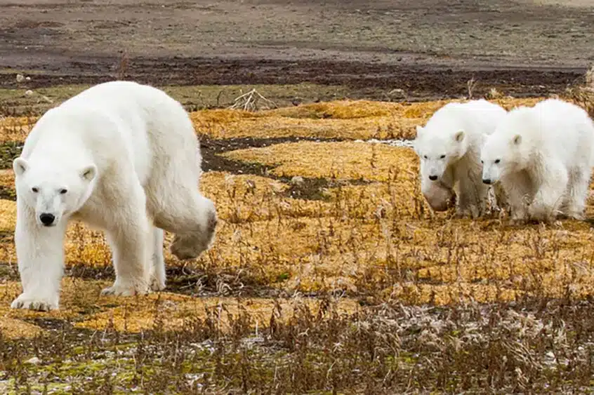 Polar bear mother with two cubs walking across the tundra in Manitoba.