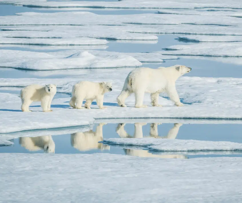 Polar bear mother leading two cubs across the ice in Northern Manitoba. Hudson Bay.
