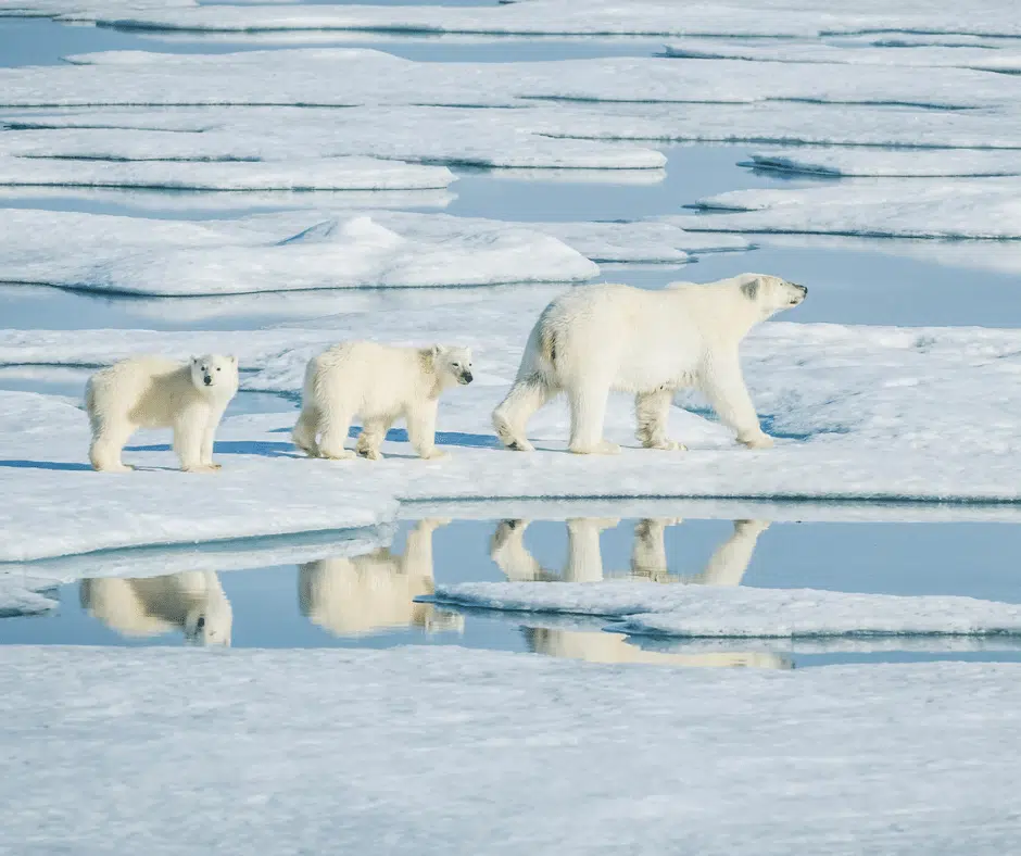 Featured image for “Polar bears need our protection”