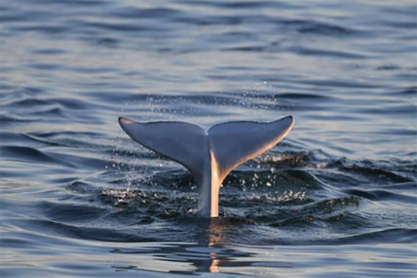 A beluga shows its tail in Hudson Bay in Manitoba.