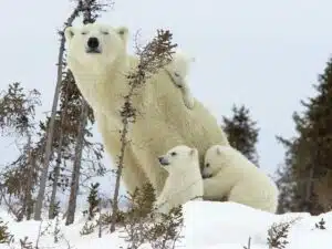 Mother polar bear and cubs in Wapusk National Park 