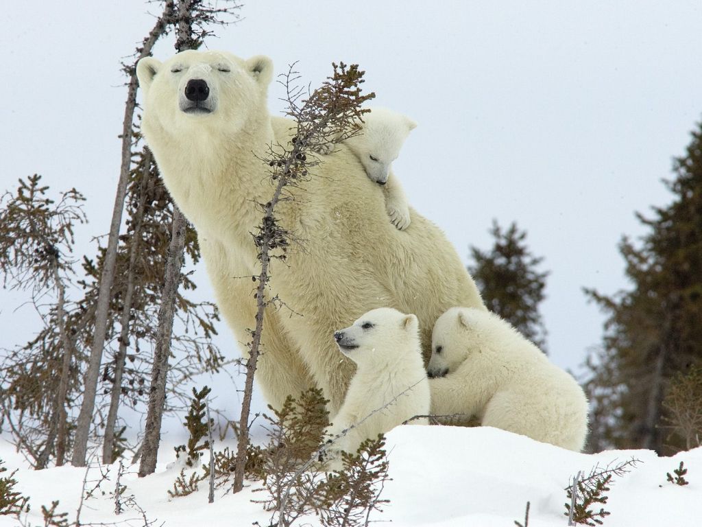 Featured image for “4 Facts About Polar Bear Maternity Worth Celebrating this Mother’s Day”