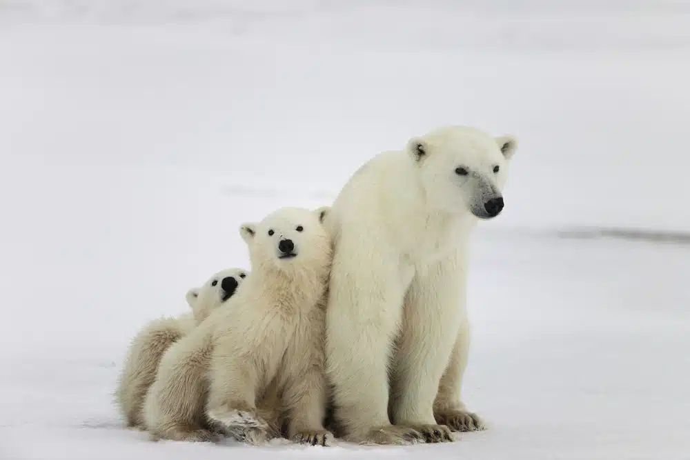 Cubs Maternity 