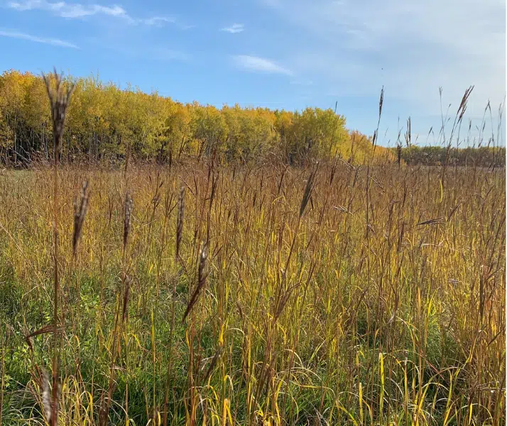 Assiniboine Forest grasses in fall