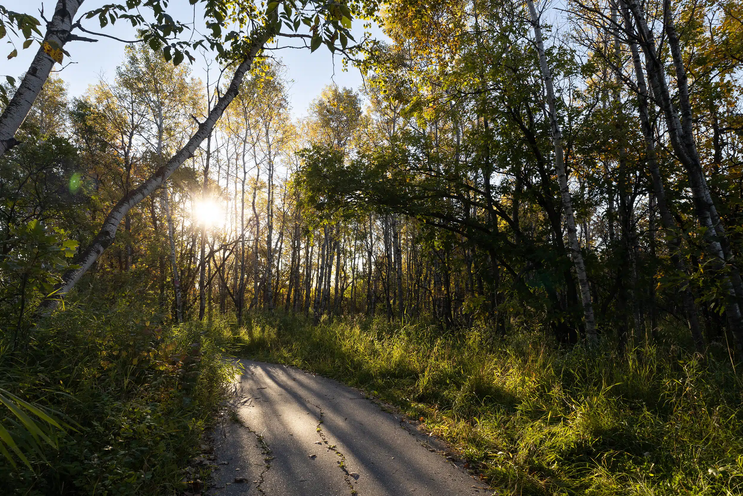 Sunrise in Assiniboine Forest in Winnipeg, Manitoba. Photo taken by Riley Martin.