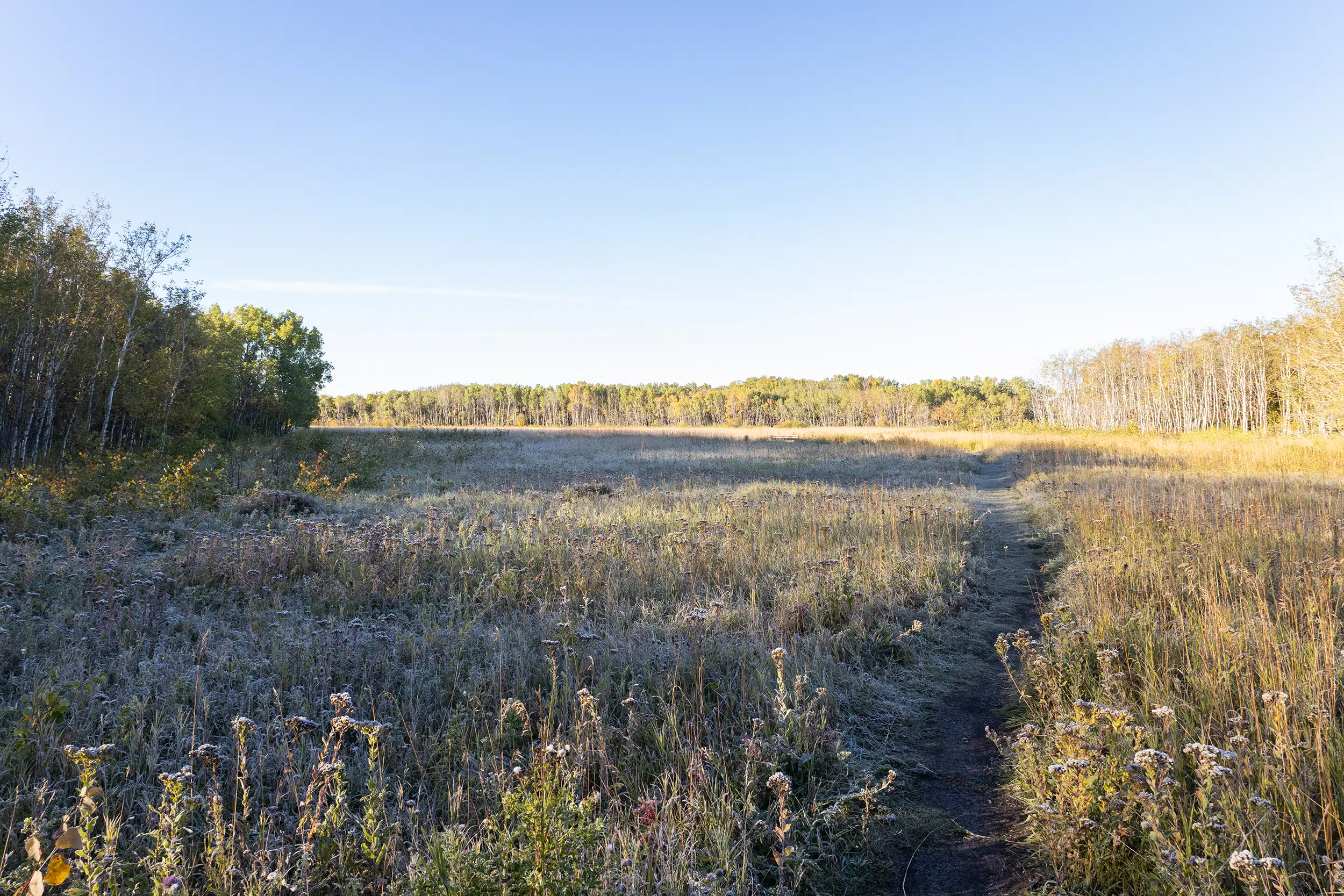 Sunrise in Assiniboine Forest in Winnipeg, Manitoba. Photo taken by Riley Martin.