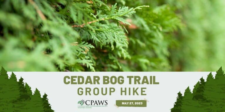 Join CPAWS Manitoba for a Group Hike on the Cedar Bog Trail in Birds Hill Provincial Park.