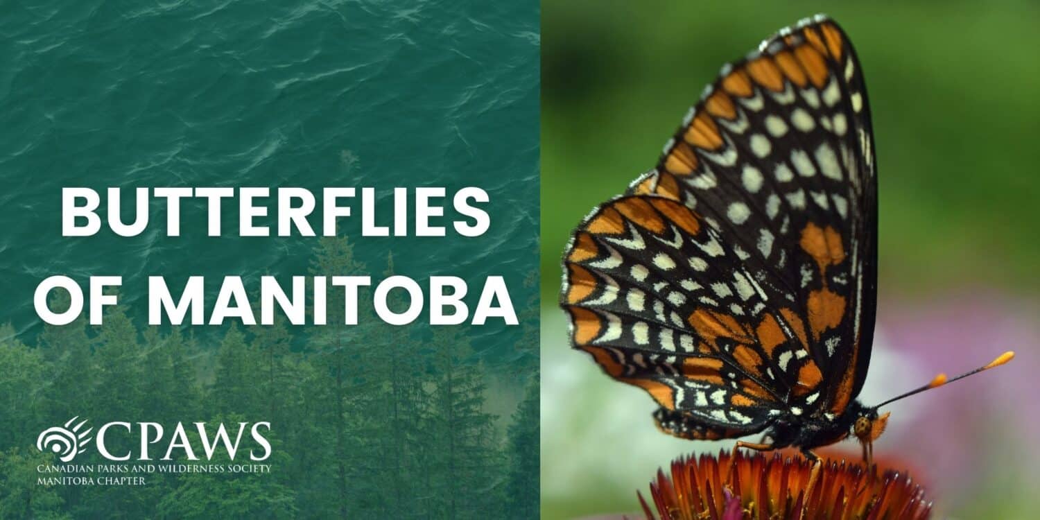 Featured image for “More than just monarchs: a guide to Manitoba’s butterflies”