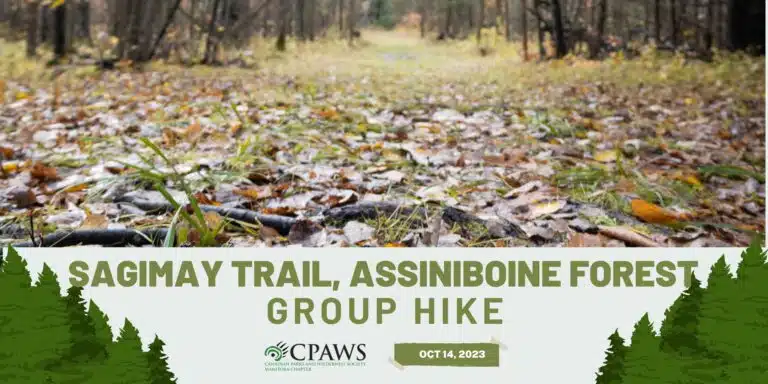CPAWS Manitoba Group Hike through Assiniboine Forest hosted in October 2023.