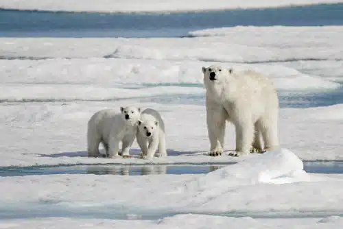 polar bears in western hudson bay