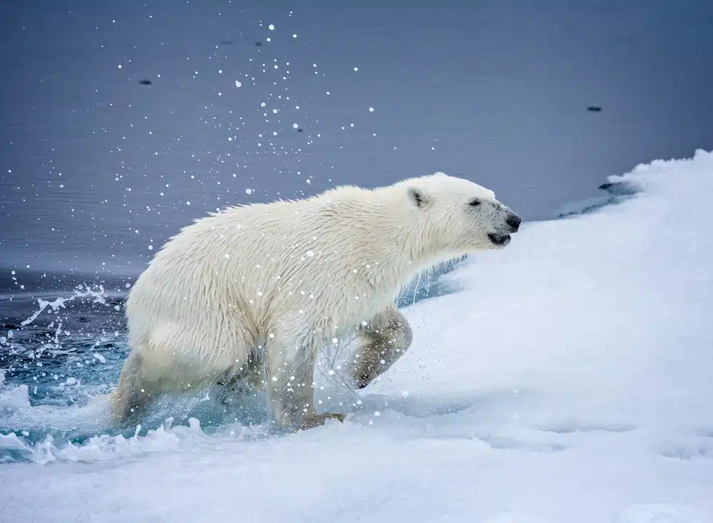 Featured image for “Manitoba’s Polar Bears in Steep Decline: Government Data”