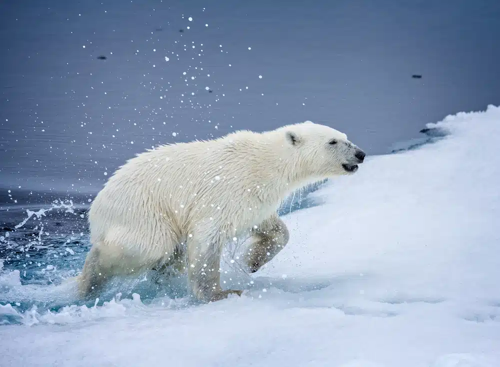 Western Hudson Bay Polar Bears