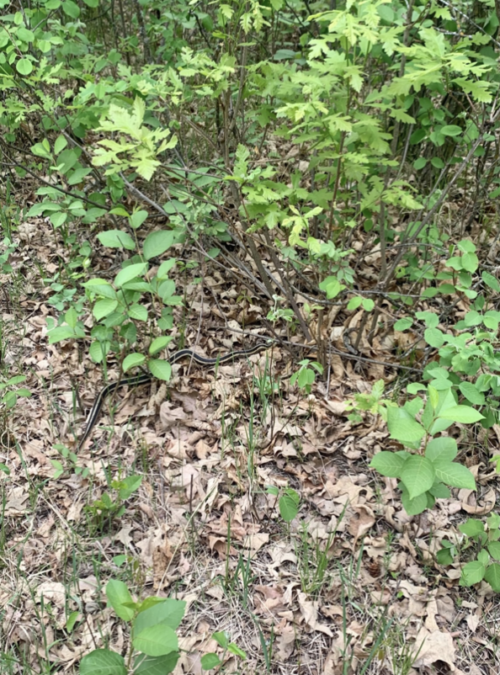 Hike at Cedar Bog Trail in Birds Hill - CPAWS Manitoba