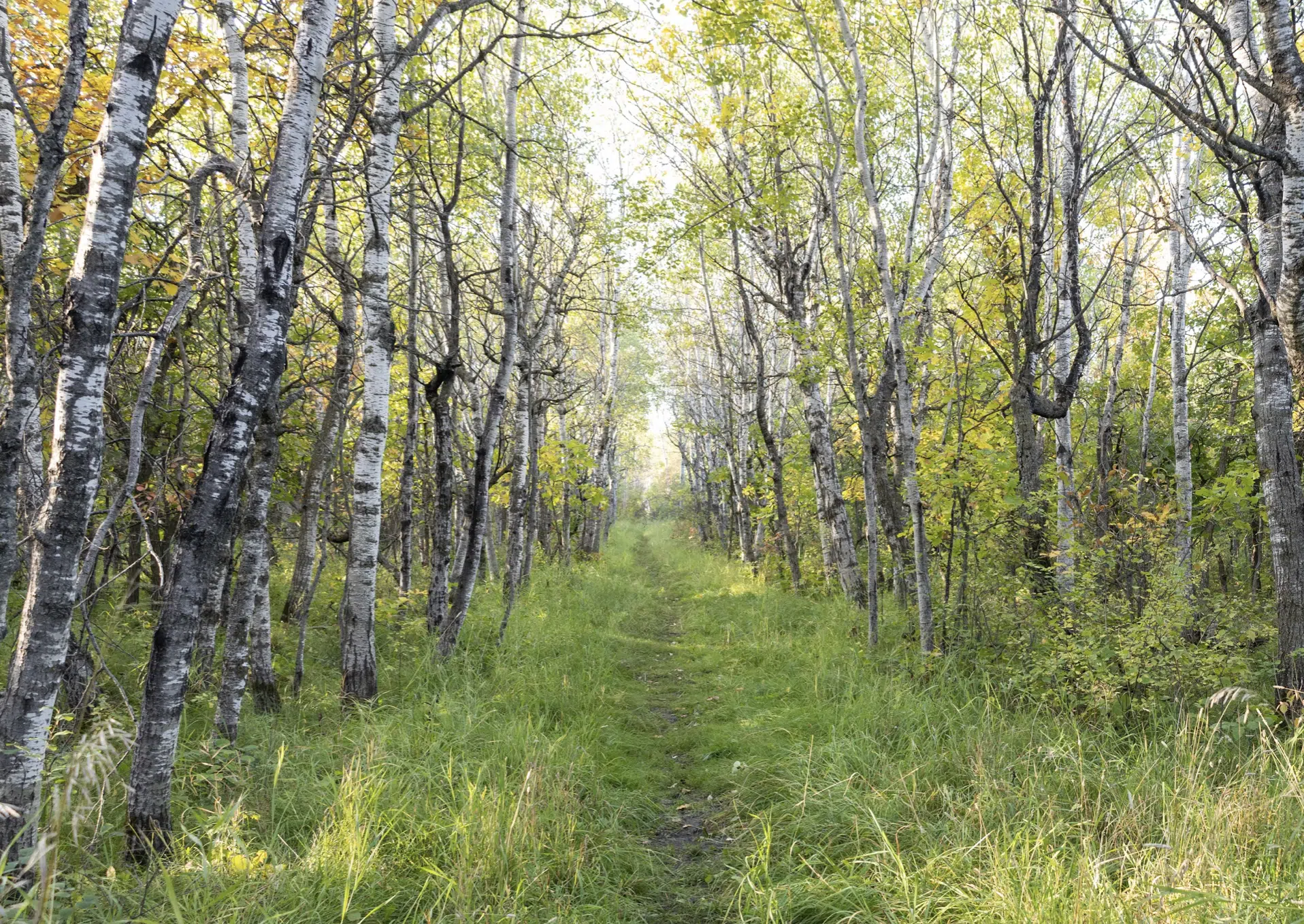 Featured image for “Dozens of Ways to Get Outside With CPAWS Manitoba in 2024”