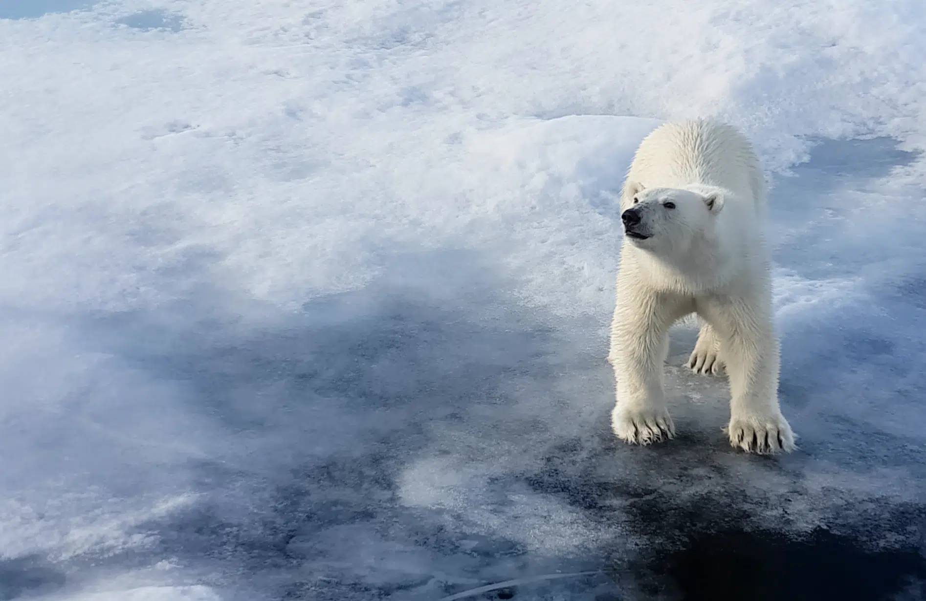 Featured image for “The Marine Marvels of Hudson Bay”