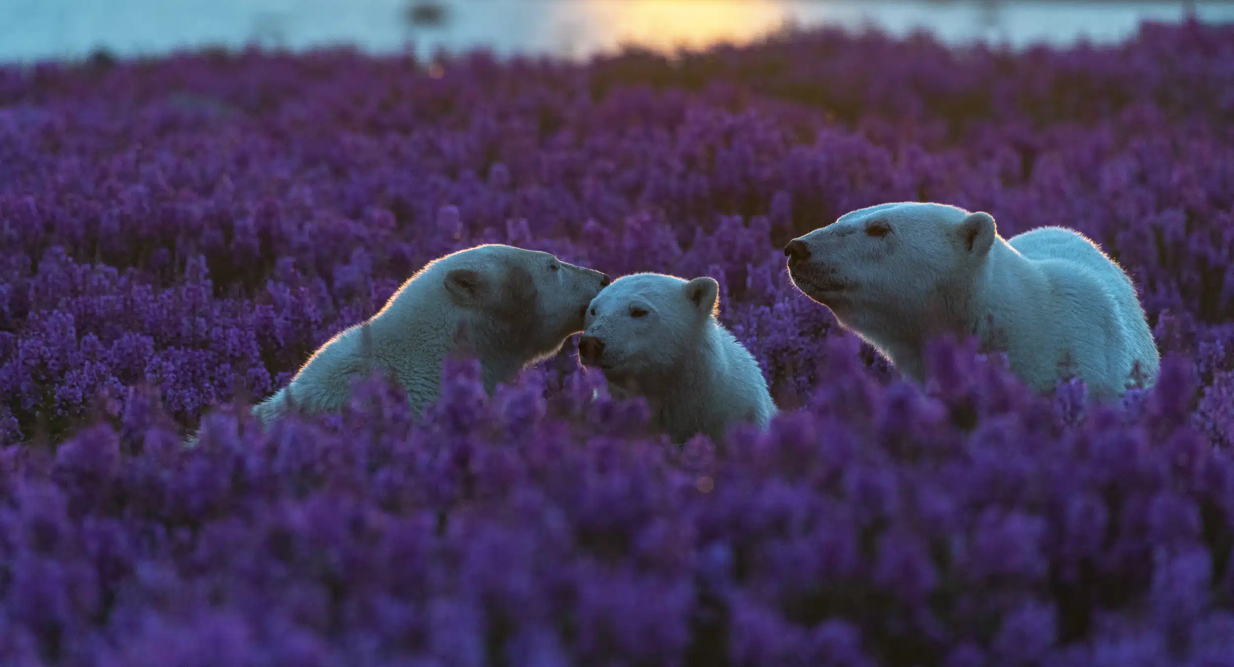 Featured image for “Polar Bear Necessities”