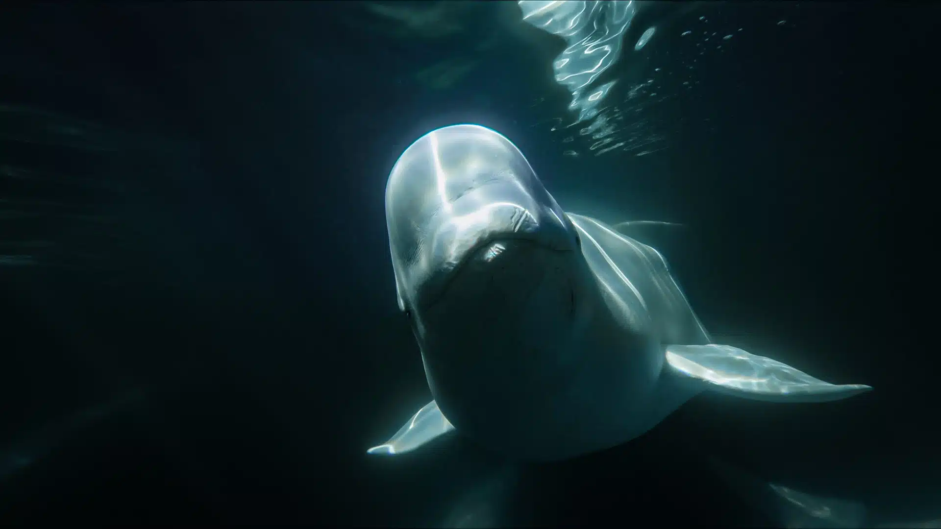 Featured image for “Echoes of the Ocean”