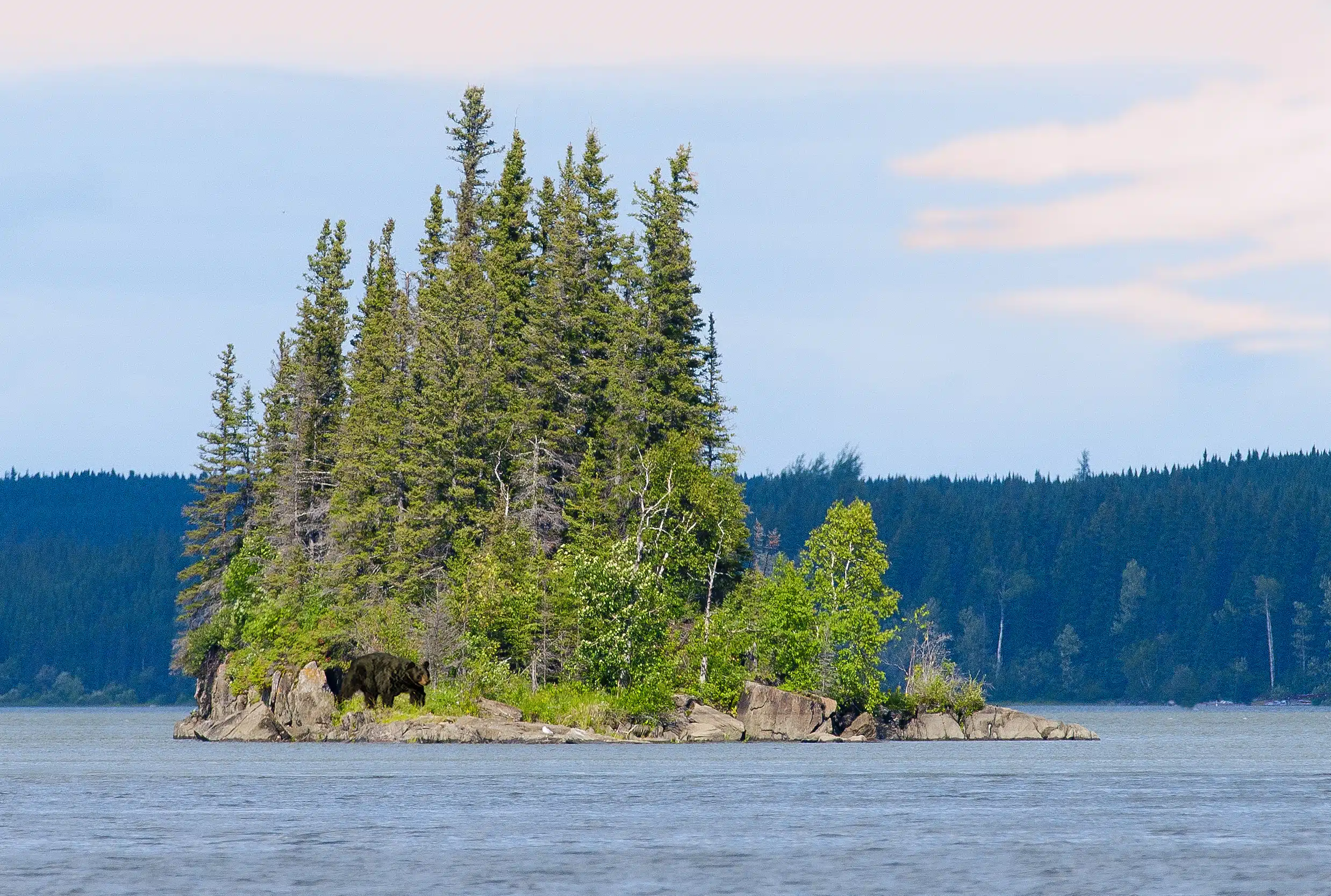 Featured image for “Celebrate Forests and Water!”