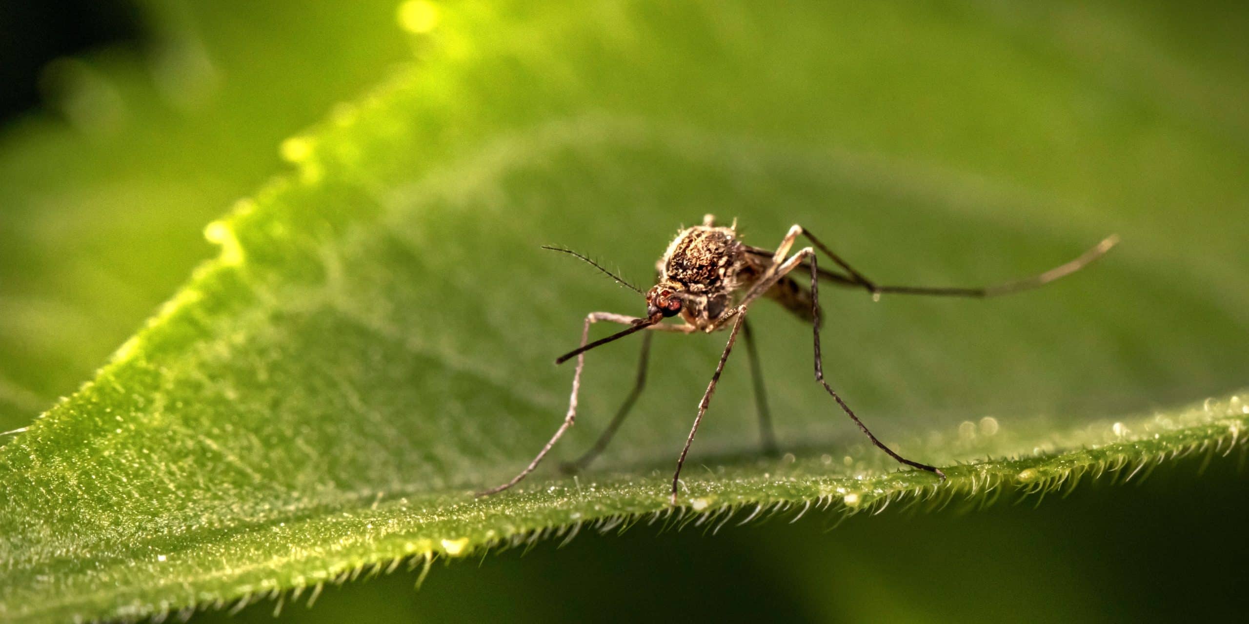 Featured image for “Save the Skeeters: Protect Manitoba Mosquitos Now”