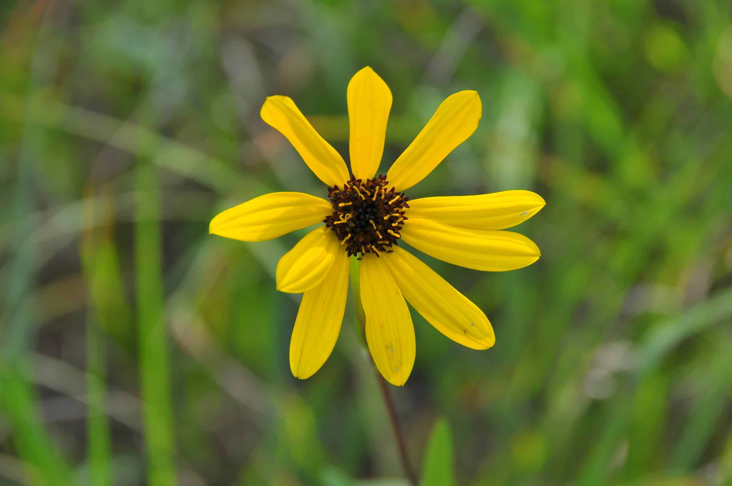 Featured image for “Celebrate Earth Day 2025 in Manitoba:”