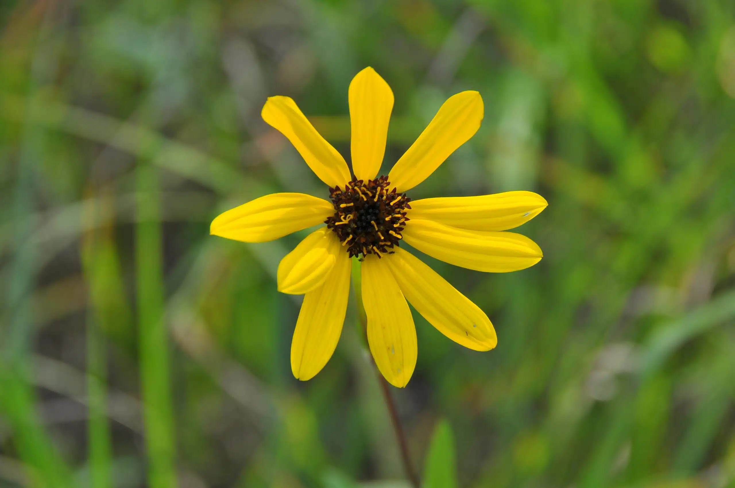 Featured image for “Celebrate Earth Day 2025 in Manitoba:”