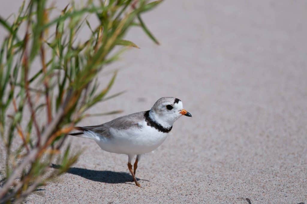 A small white bird with a black ringed neck and an orange beak stands near a green plant on a sandy beach