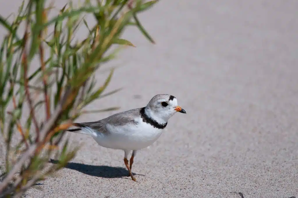 A small white bird with a black ringed neck and an orange beak stands near a green plant on a sandy beach