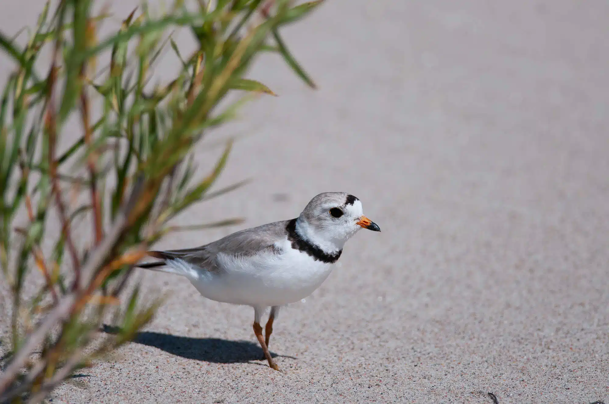 Featured image for “Saving Species, One Day at a Time”