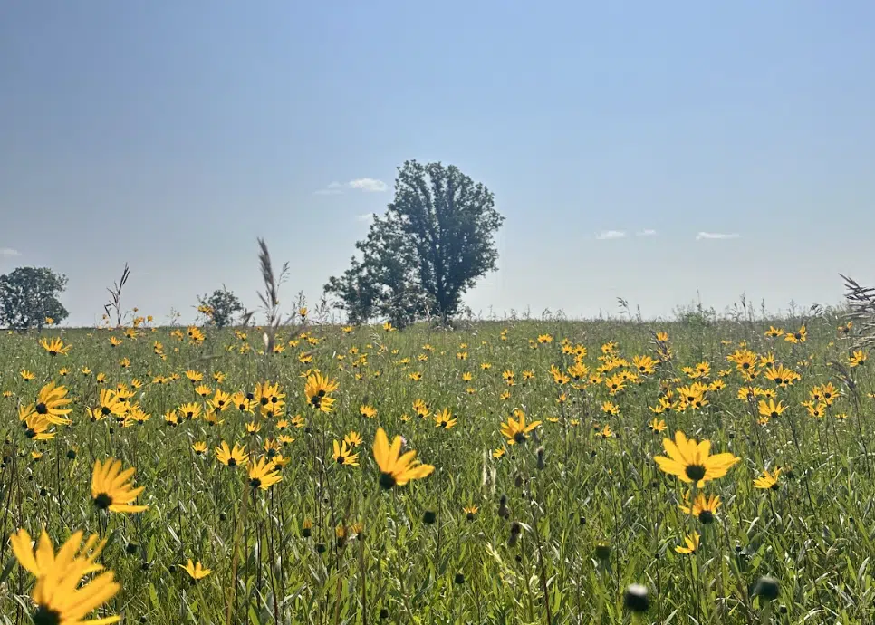 Featured image for “Planting a Native Garden”
