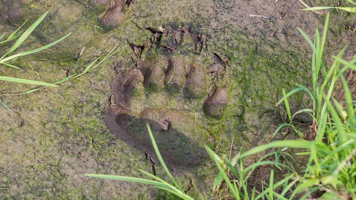 A large black bear's paw print in some mud with green plants around it