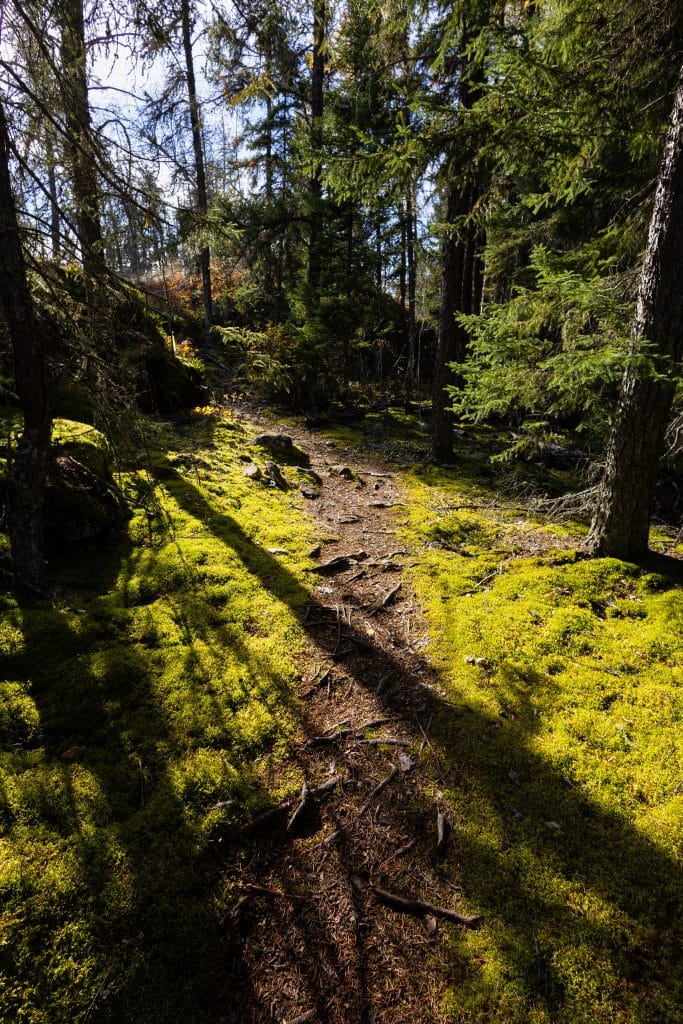 Black Lake Hiking trail in Nopiming Provincial Park (Riley Martin)