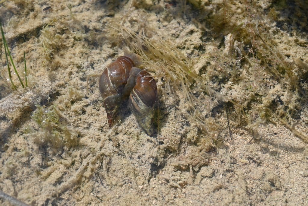 Two snails hanging out in the wetlands 