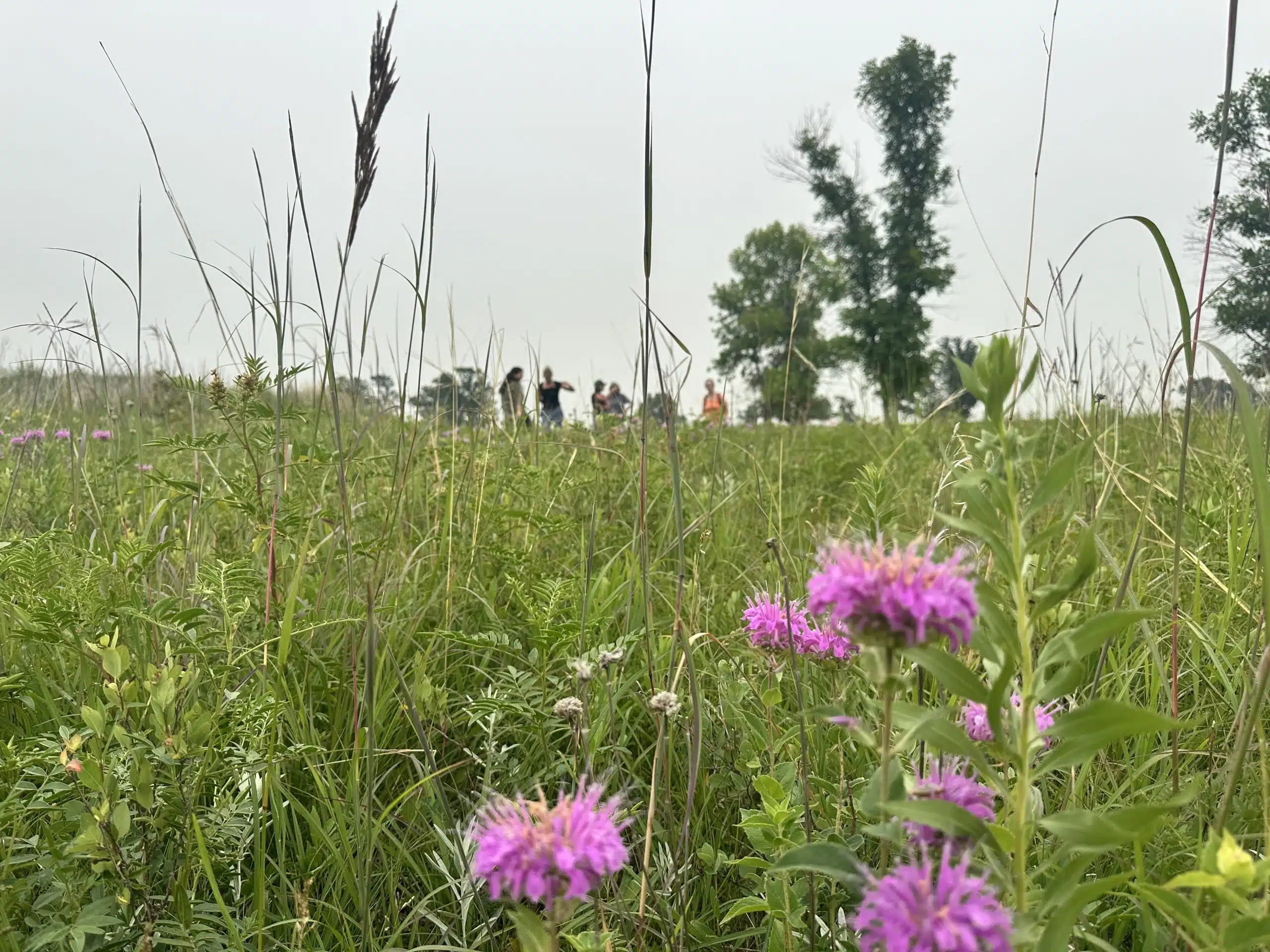 Featured image for “The Grass is Greener Where We Protect It”