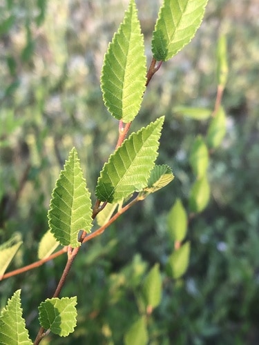 Elm tree's simple leaves