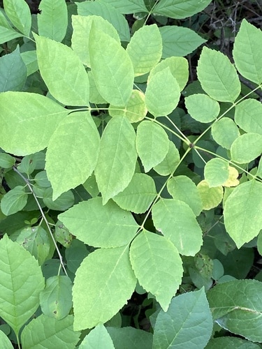 An Ash tree’s compound leaves