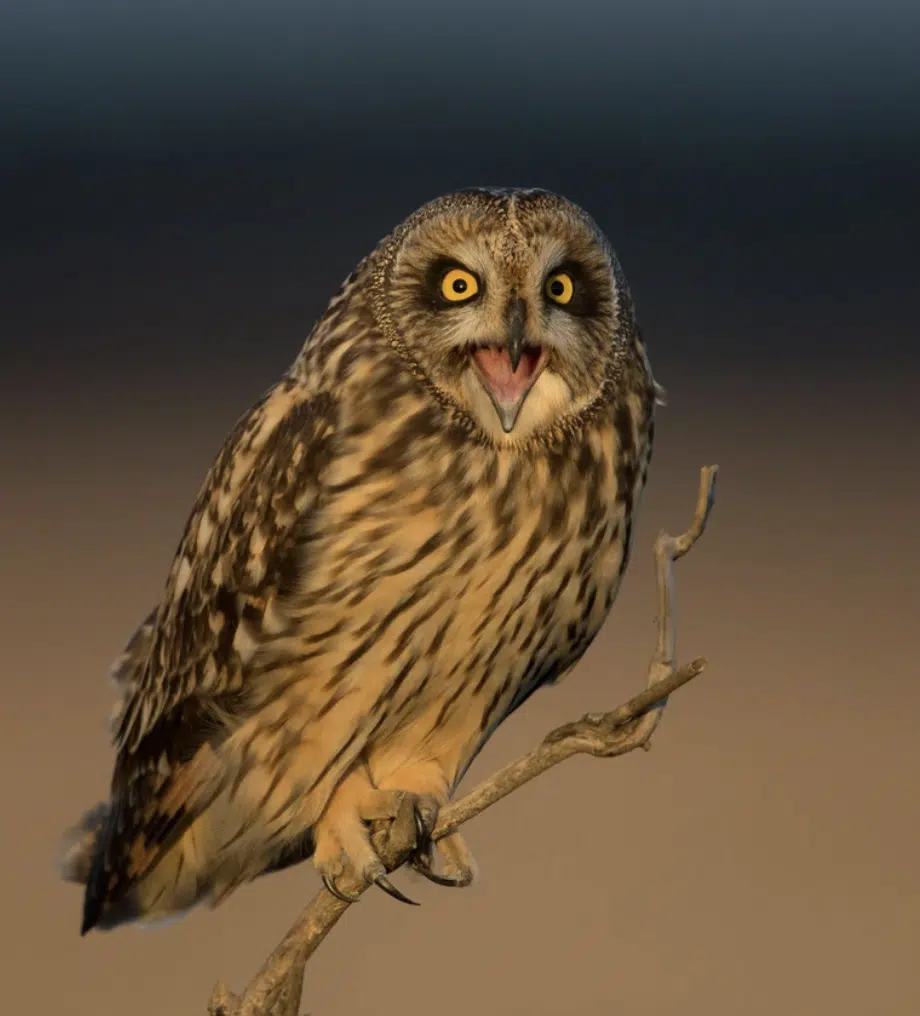 Featured image for “How to Identify Bird Calls”