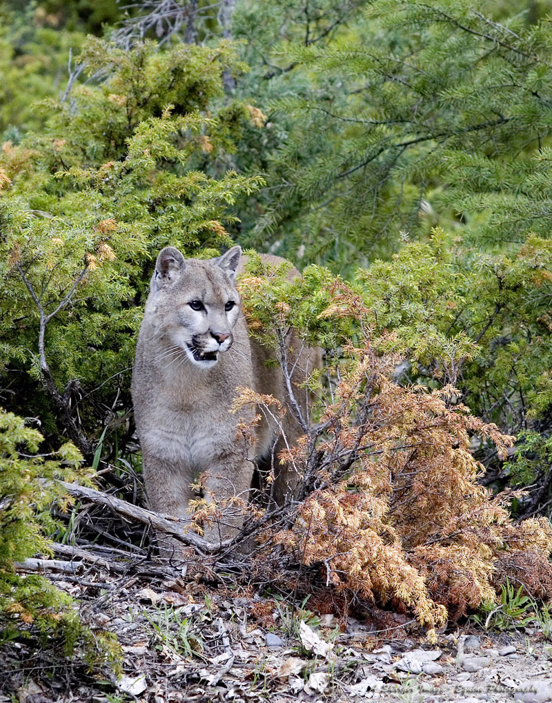 Featured image for “Cougar Spotted!”