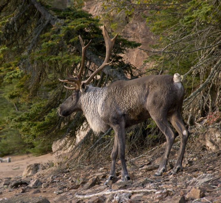Featured image for “Is it a Caribou or a Reindeer?”